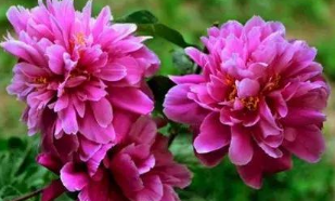 芍药入秋之后怎么养护?