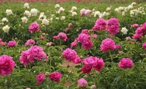 芍药入秋之后怎么养护?