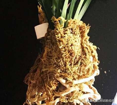 网购的兰花，根系好不好？该用什么土？一个小方法巧判断！