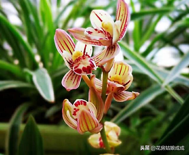 网购的兰花，根系好不好？该用什么土？一个小方法巧判断！