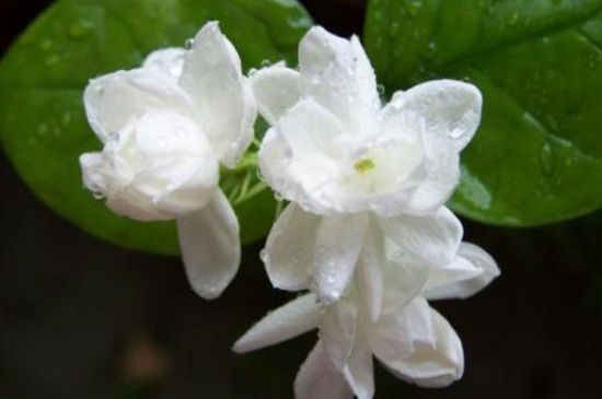喜欢花卉，不如养盆“茉莉花”，清新怡人，洁白淡雅，漂亮极了！