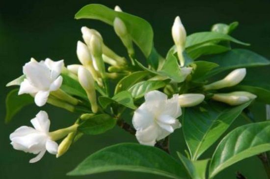 喜欢花卉，不如养盆“茉莉花”，清新怡人，洁白淡雅，漂亮极了！