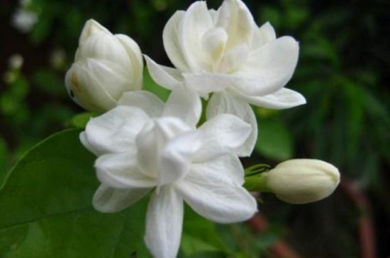 喜欢花卉，不如养盆“茉莉花”，清新怡人，洁白淡雅，漂亮极了！