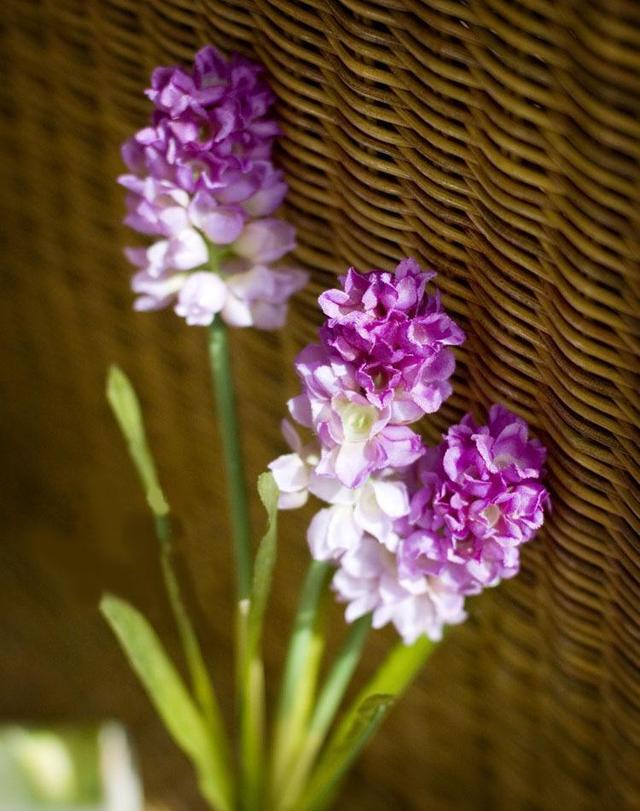 风信子郁金香重点养护它，年年开花不拉下，花多花香重
