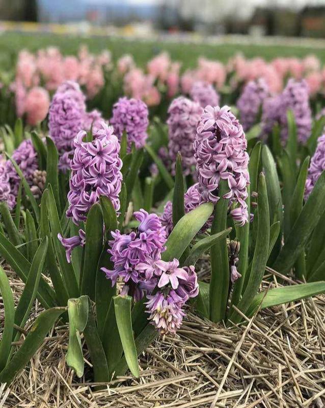 风信子郁金香重点养护它，年年开花不拉下，花多花香重