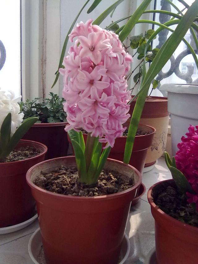 风信子郁金香重点养护它，年年开花不拉下，花多花香重