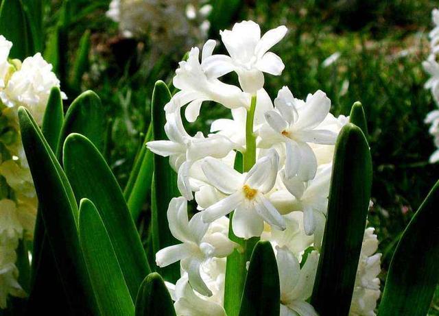 风信子郁金香重点养护它，年年开花不拉下，花多花香重