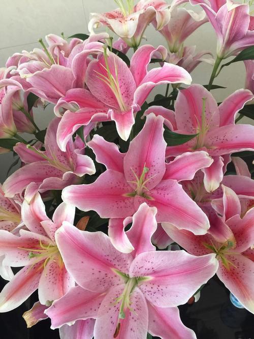 风信子郁金香重点养护它，年年开花不拉下，花多花香重