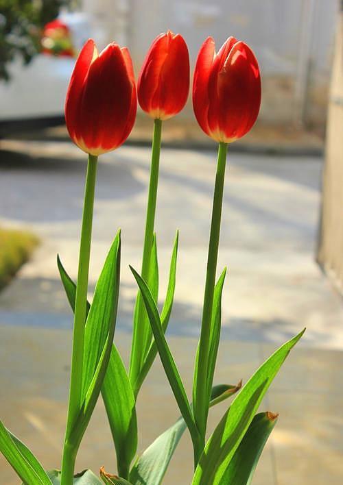 风信子郁金香重点养护它，年年开花不拉下，花多花香重