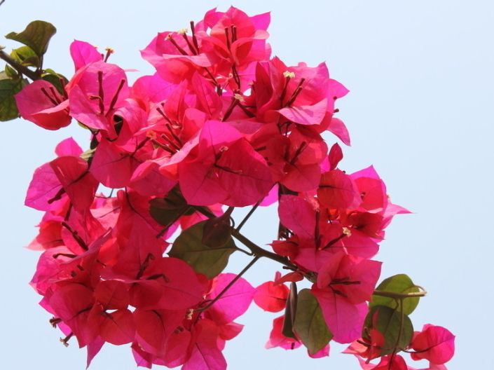 养花养些喜欢的人多的,开花好看,养护起来难度也不大