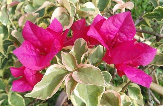 养花养些喜欢的人多的,开花好看,养护起来难度也不大