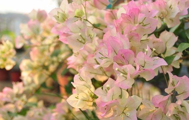 养花养些喜欢的人多的,开花好看,养护起来难度也不大