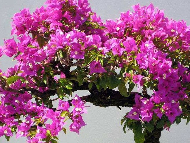 养花养些喜欢的人多的,开花好看,养护起来难度也不大