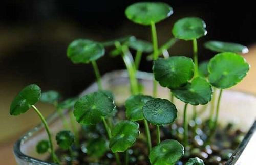 家里养了铜钱草,到底能不能“施肥”,这一点养护时别搞反了