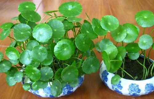 家里养了铜钱草,到底能不能“施肥”,这一点养护时别搞反了