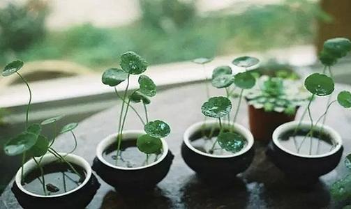 家里养了铜钱草,到底能不能“施肥”,这一点养护时别搞反了