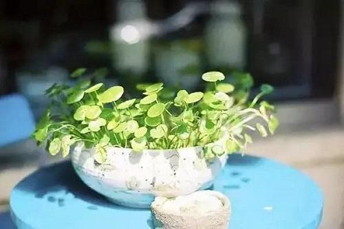 家里养了铜钱草,到底能不能“施肥”,这一点养护时别搞反了