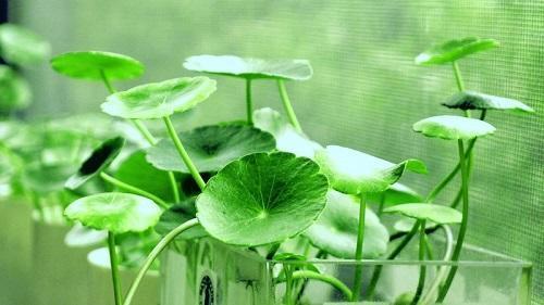 家里养了铜钱草,到底能不能“施肥”,这一点养护时别搞反了