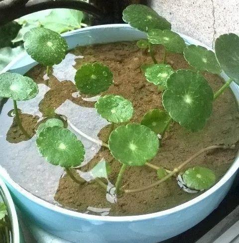 家里养了铜钱草,到底能不能“施肥”,这一点养护时别搞反了