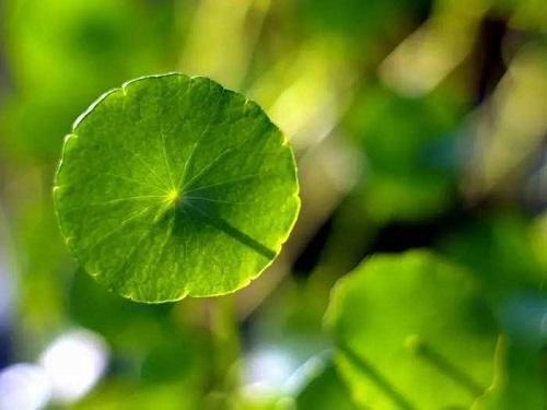 家里养了铜钱草,到底能不能“施肥”,这一点养护时别搞反了