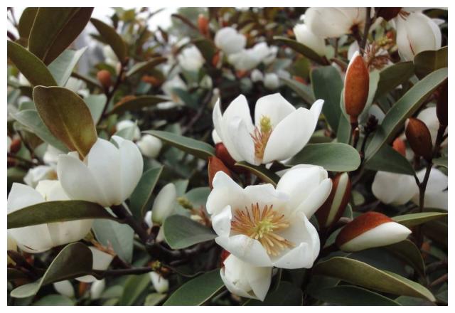 家养含笑,这样养护避免叶黄花落,花香四溢