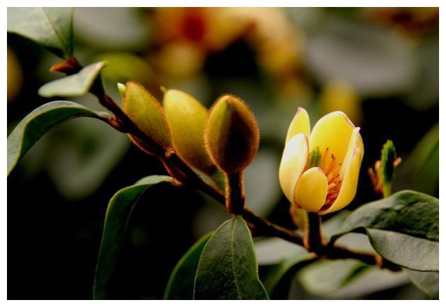 家养含笑,这样养护避免叶黄花落,花香四溢