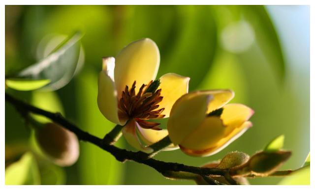 家养含笑,这样养护避免叶黄花落,花香四溢