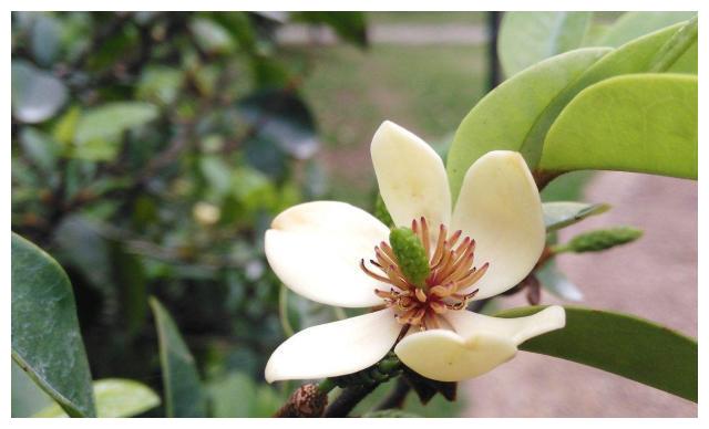 家养含笑,这样养护避免叶黄花落,花香四溢