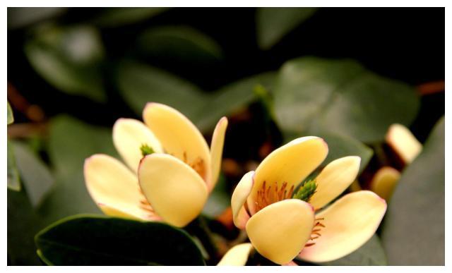 家养含笑,这样养护避免叶黄花落,花香四溢