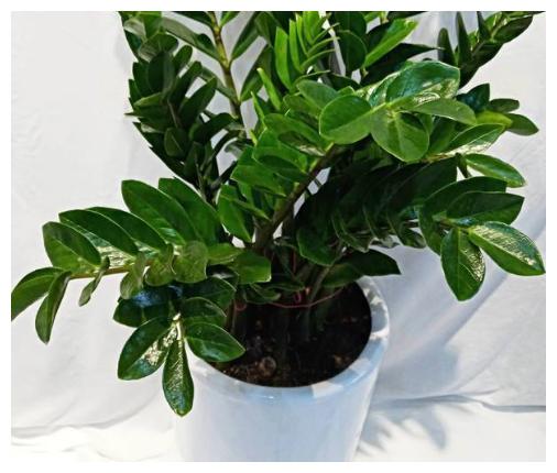 家里养了金钱树、幸福树，平日养护注意这几点，几年窜出花苞