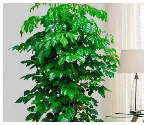 家里养了金钱树、幸福树，平日养护注意这几点，几年窜出花苞