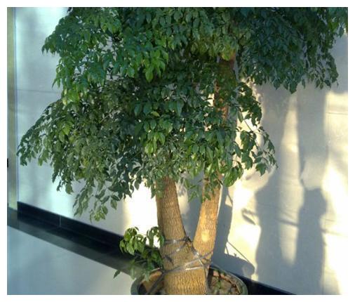 家里养了金钱树、幸福树，平日养护注意这几点，几年窜出花苞