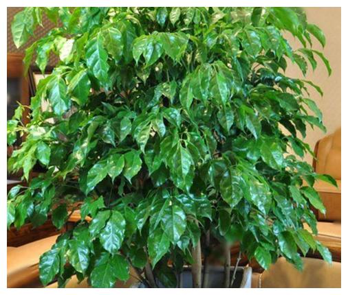 家里养了金钱树、幸福树，平日养护注意这几点，几年窜出花苞