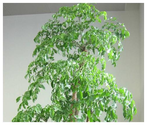 家里养了金钱树、幸福树，平日养护注意这几点，几年窜出花苞