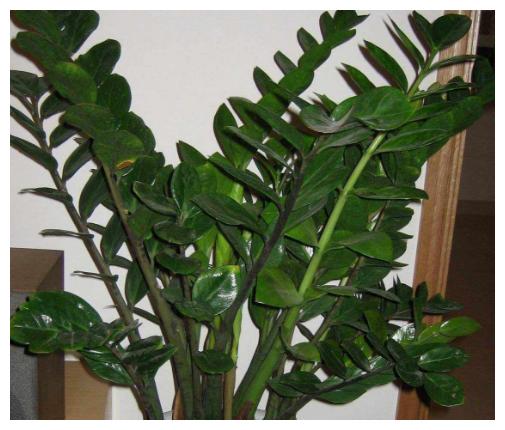 家里养了金钱树、幸福树，平日养护注意这几点，几年窜出花苞