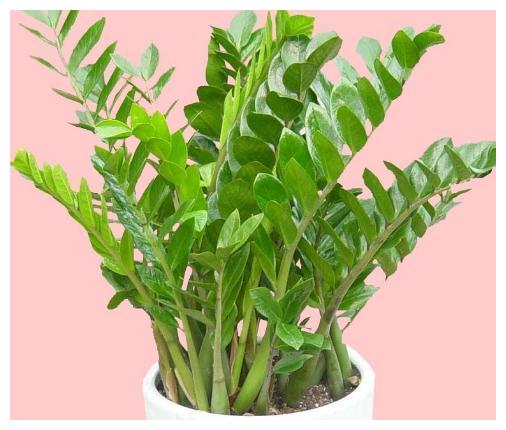 家里养了金钱树、幸福树，平日养护注意这几点，几年窜出花苞