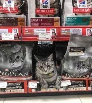 网友逛宠物店的饲料区时，发现有只猫，而且还有这一幕！