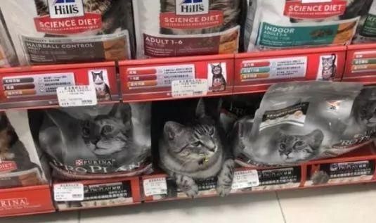 网友逛宠物店的饲料区时，发现有只猫，而且还有这一幕！