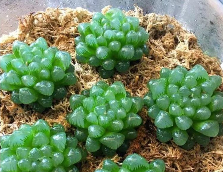 秋季不养多肉亏了,这样养护小可爱,用不了几天变成好看的小胖子