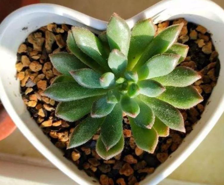 秋季不养多肉亏了,这样养护小可爱,用不了几天变成好看的小胖子