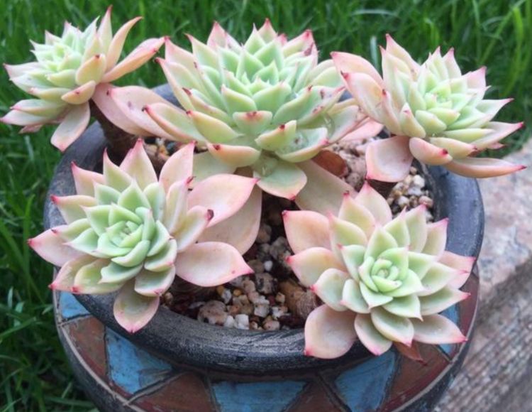 秋季不养多肉亏了,这样养护小可爱,用不了几天变成好看的小胖子