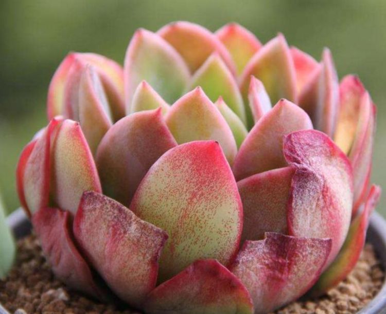 秋季不养多肉亏了,这样养护小可爱,用不了几天变成好看的小胖子