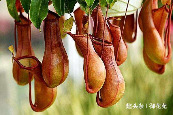驱蚊的花卉，不仅有驱蚊草，猪笼草也能驱蚊