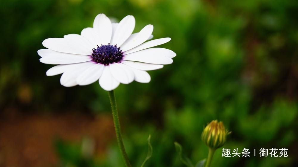 驱蚊的花卉，不仅有驱蚊草，猪笼草也能驱蚊