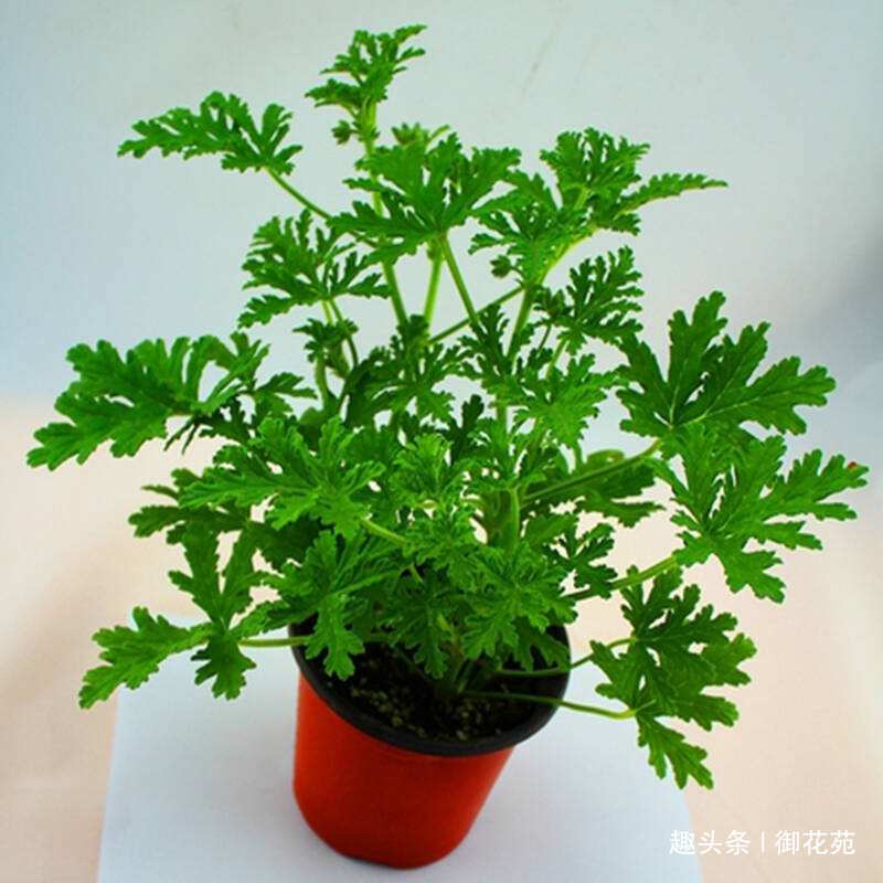 驱蚊的花卉，不仅有驱蚊草，猪笼草也能驱蚊