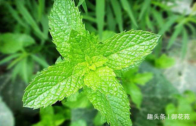 驱蚊的花卉，不仅有驱蚊草，猪笼草也能驱蚊