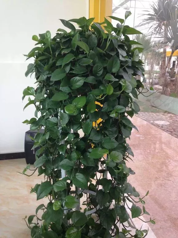 绿萝长不好,黄叶子,5点绿萝养护技巧,家养绿萝不发愁