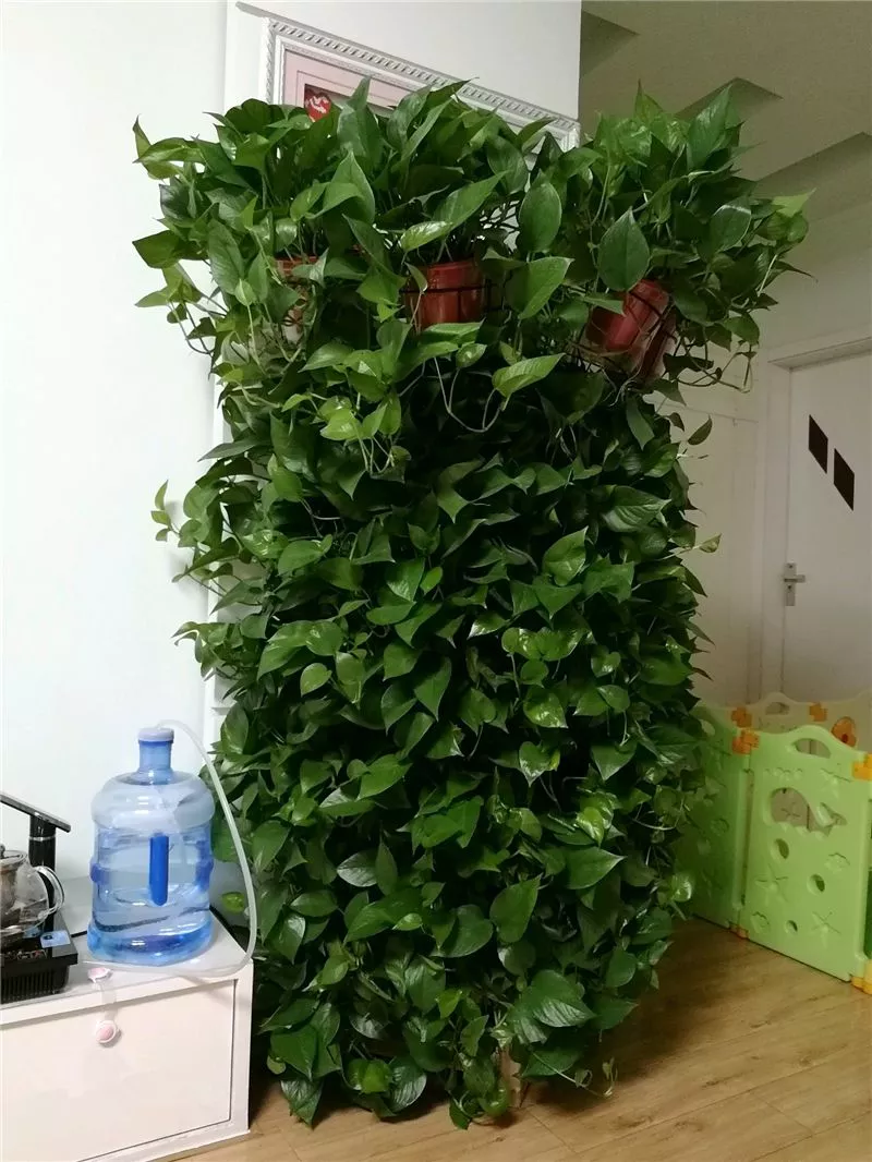 绿萝长不好,黄叶子,5点绿萝养护技巧,家养绿萝不发愁