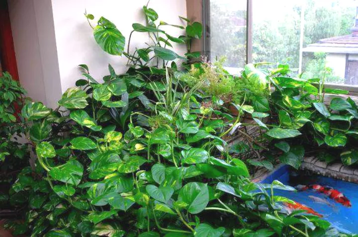 绿萝长不好,黄叶子,5点绿萝养护技巧,家养绿萝不发愁