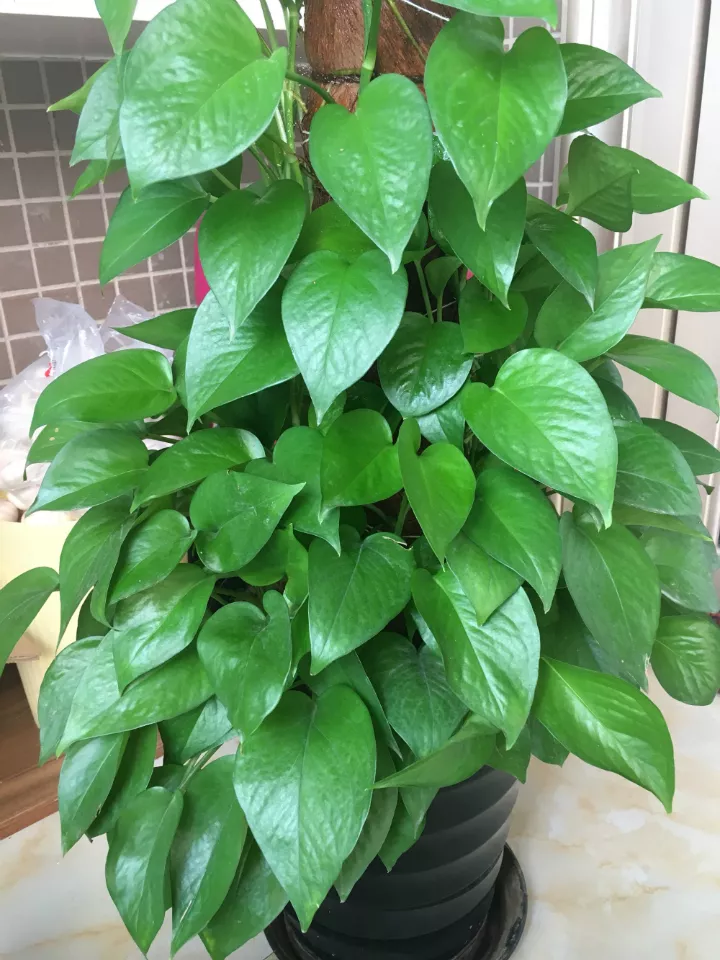 绿萝长不好,黄叶子,5点绿萝养护技巧,家养绿萝不发愁